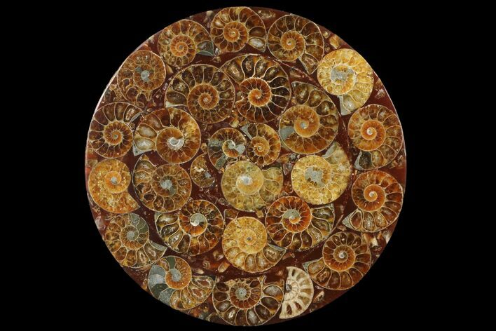 4.5" Composite Plate Of Agatized Ammonite Fossils